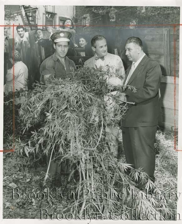 "Weeding out operation--Police Inspector Peter Terranova, commanding officer of the narcotics squad, flanked by Anthony Cristiano, a Department of Sanitation workman, and Frank Creta, general inspector of the department, exhibit part of a haul of more than 100 pounds of marijuana found growing at 82 Butler St. the dope weed was burned in department incinerators."